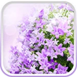 Logo of Lilac Flowers Live Wallpaper android Application 