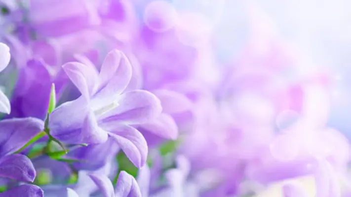 Lilac Flowers Live Wallpaper android App screenshot 0