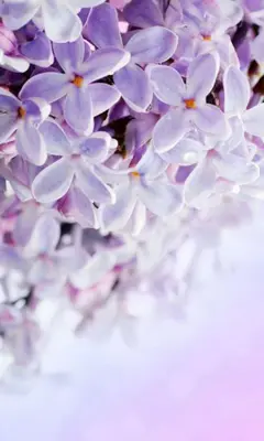 Lilac Flowers Live Wallpaper android App screenshot 1