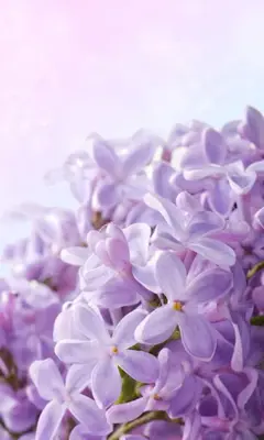 Lilac Flowers Live Wallpaper android App screenshot 2