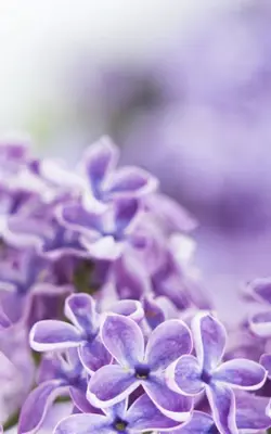 Lilac Flowers Live Wallpaper android App screenshot 3