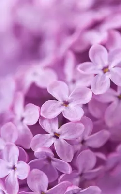 Lilac Flowers Live Wallpaper android App screenshot 4