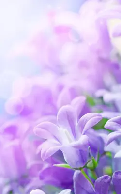 Lilac Flowers Live Wallpaper android App screenshot 5