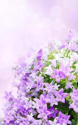 Lilac Flowers Live Wallpaper android App screenshot 6