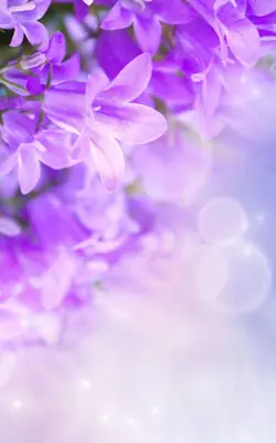 Lilac Flowers Live Wallpaper android App screenshot 7